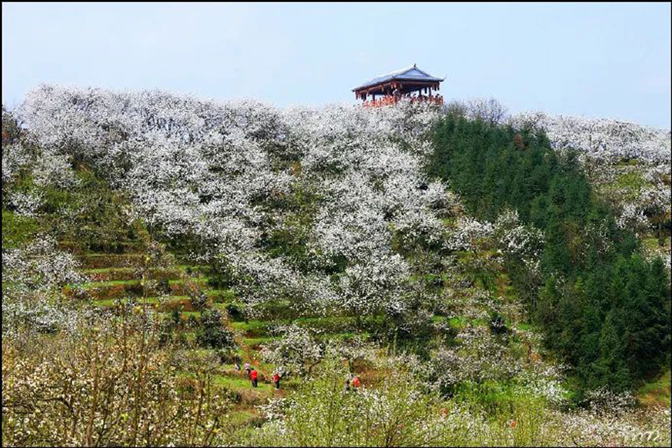 【春天，广西桂林灌阳县向您发出邀请！】我们在灌阳看梨花 - 游山玩水 - 黄山生活社区 - 黄山28生活网 huangshan.28life.net