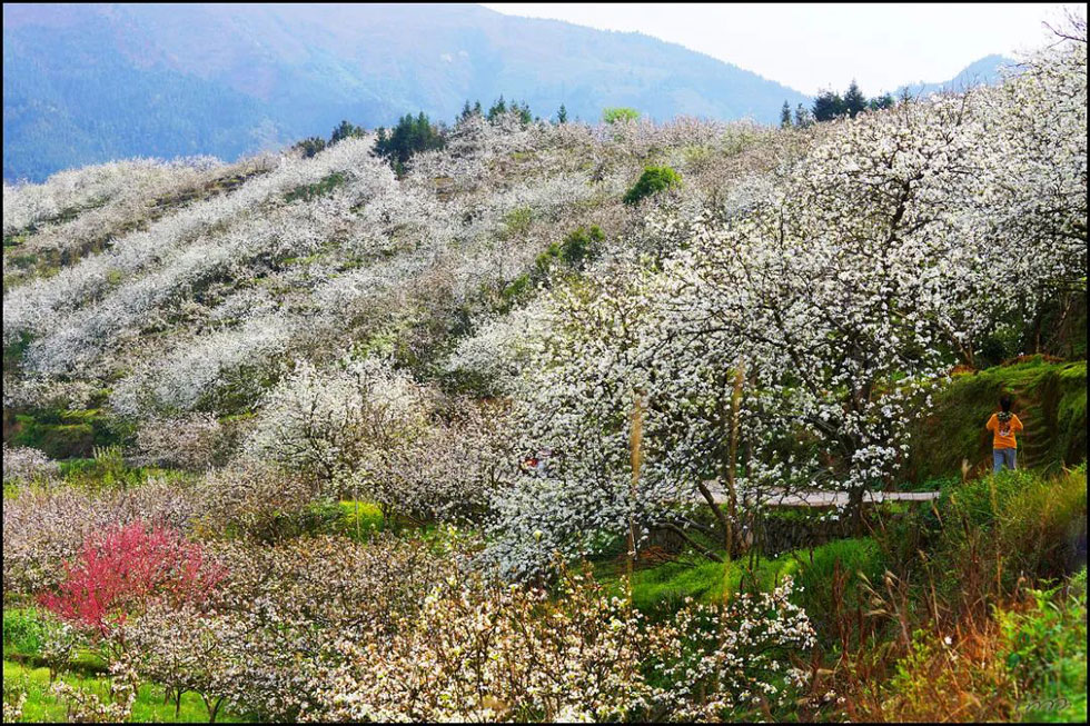 【春天，广西桂林灌阳县向您发出邀请！】我们在灌阳看梨花 - 游山玩水 - 黄山生活社区 - 黄山28生活网 huangshan.28life.net
