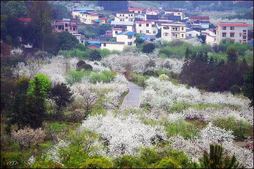 【春天，广西桂林灌阳县向您发出邀请！】我们在灌阳看梨花 - 游山玩水 - 黄山生活社区 - 黄山28生活网 huangshan.28life.net