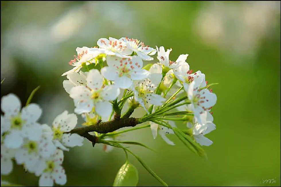 【春天，广西桂林灌阳县向您发出邀请！】我们在灌阳看梨花 - 游山玩水 - 黄山生活社区 - 黄山28生活网 huangshan.28life.net