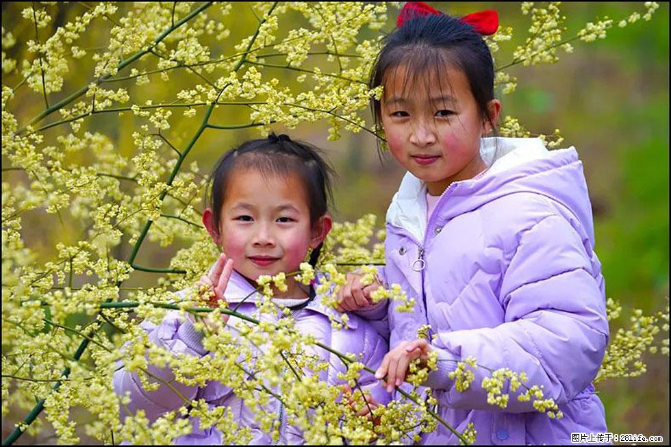 【春天，广西桂林灌阳县向您发出邀请！】米珠山前有片山苍子花在飘香 - 游山玩水 - 黄山生活社区 - 黄山28生活网 huangshan.28life.net