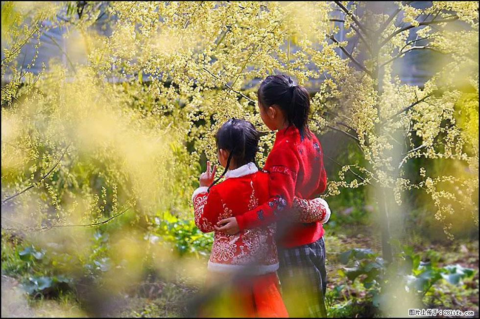 【春天，广西桂林灌阳县向您发出邀请！】米珠山前有片山苍子花在飘香 - 游山玩水 - 黄山生活社区 - 黄山28生活网 huangshan.28life.net