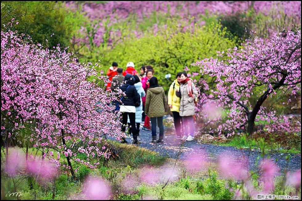 【春天，广西桂林灌阳县向您发出邀请！】官庄村有个醉美的桃花园 - 游山玩水 - 黄山生活社区 - 黄山28生活网 huangshan.28life.net