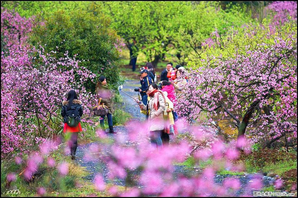 【春天，广西桂林灌阳县向您发出邀请！】官庄村有个醉美的桃花园 - 游山玩水 - 黄山生活社区 - 黄山28生活网 huangshan.28life.net