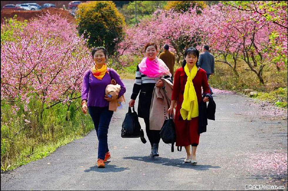 【春天，广西桂林灌阳县向您发出邀请！】官庄村有个醉美的桃花园 - 游山玩水 - 黄山生活社区 - 黄山28生活网 huangshan.28life.net