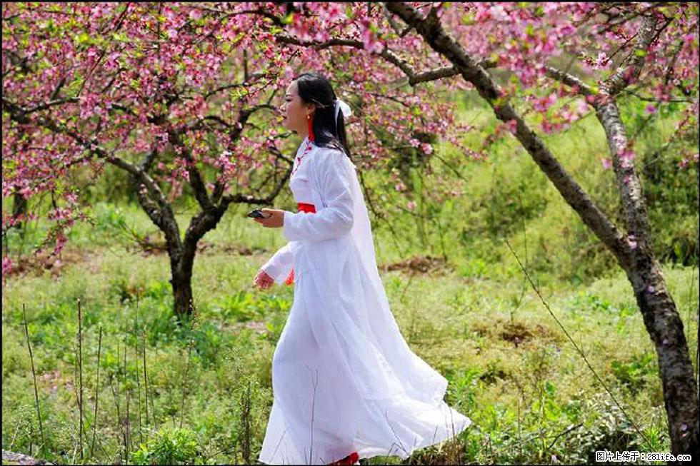 【春天，广西桂林灌阳县向您发出邀请！】官庄村有个醉美的桃花园 - 游山玩水 - 黄山生活社区 - 黄山28生活网 huangshan.28life.net