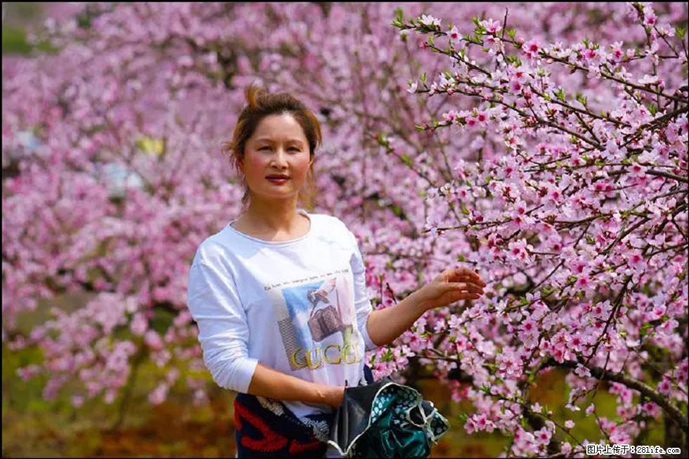 【春天，广西桂林灌阳县向您发出邀请！】官庄村有个醉美的桃花园 - 游山玩水 - 黄山生活社区 - 黄山28生活网 huangshan.28life.net