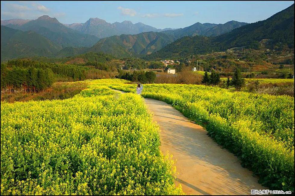【春天，广西桂林灌阳县向您发出邀请！】长坪村油菜盛情花开 - 游山玩水 - 黄山生活社区 - 黄山28生活网 huangshan.28life.net