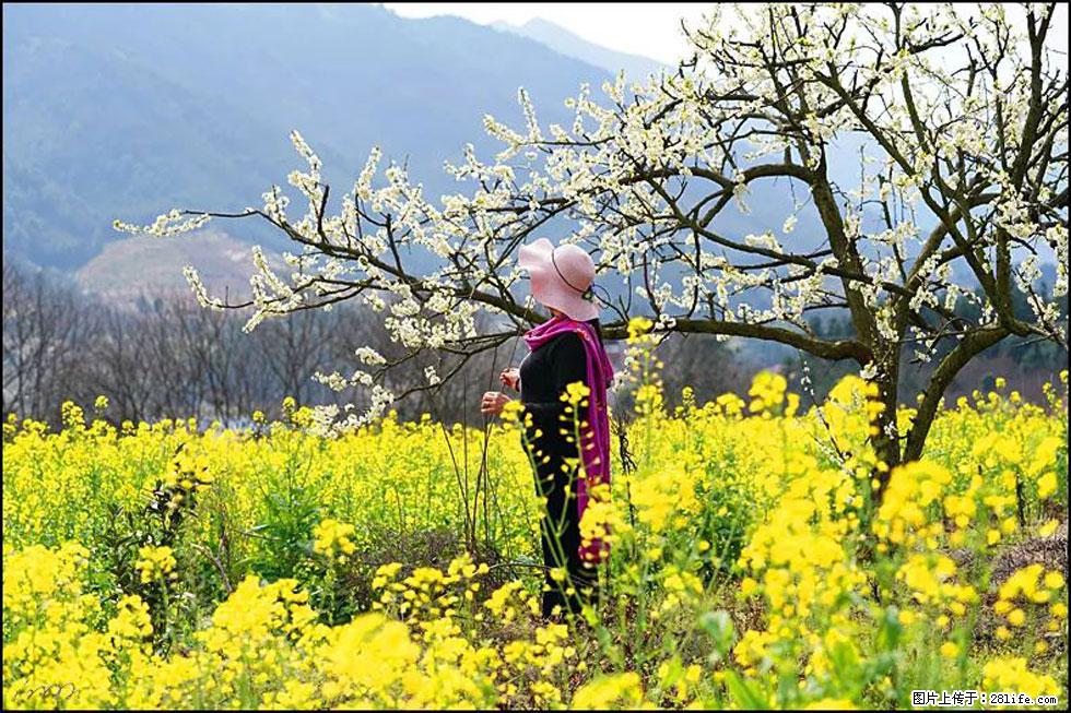 【春天，广西桂林灌阳县向您发出邀请！】长坪村油菜盛情花开 - 游山玩水 - 黄山生活社区 - 黄山28生活网 huangshan.28life.net