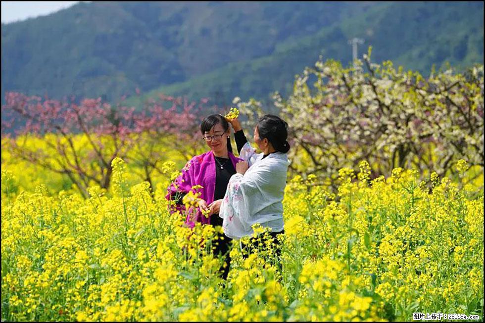 【春天，广西桂林灌阳县向您发出邀请！】长坪村油菜盛情花开 - 游山玩水 - 黄山生活社区 - 黄山28生活网 huangshan.28life.net