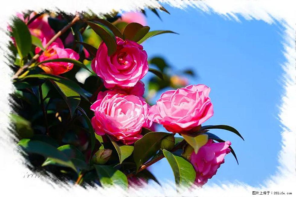 【春天，广西桂林灌阳县向您发出邀请！】杨柳井茶花惹人爱 - 游山玩水 - 黄山生活社区 - 黄山28生活网 huangshan.28life.net