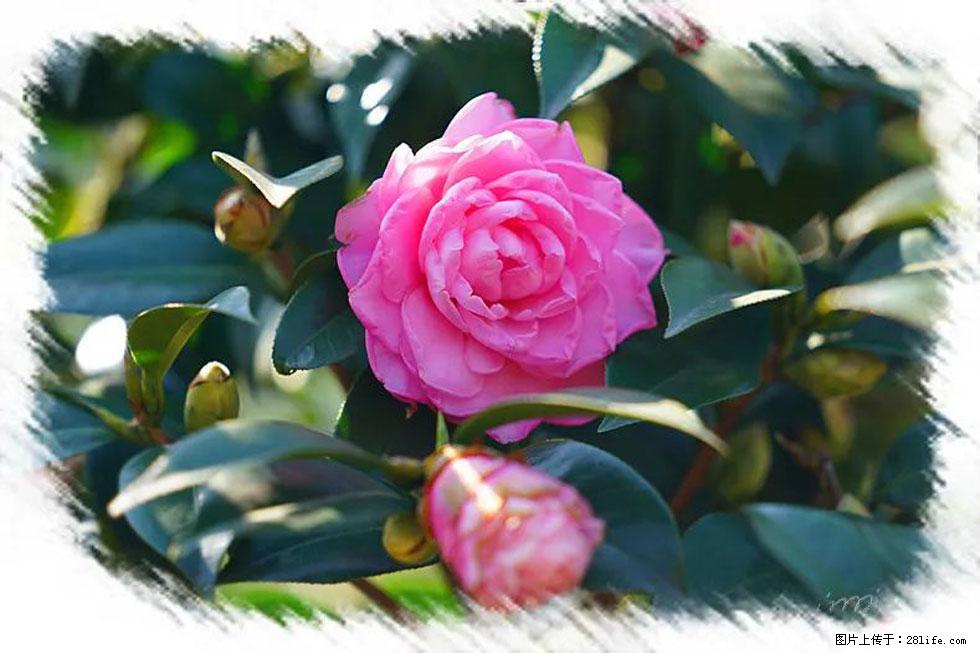 【春天，广西桂林灌阳县向您发出邀请！】杨柳井茶花惹人爱 - 游山玩水 - 黄山生活社区 - 黄山28生活网 huangshan.28life.net