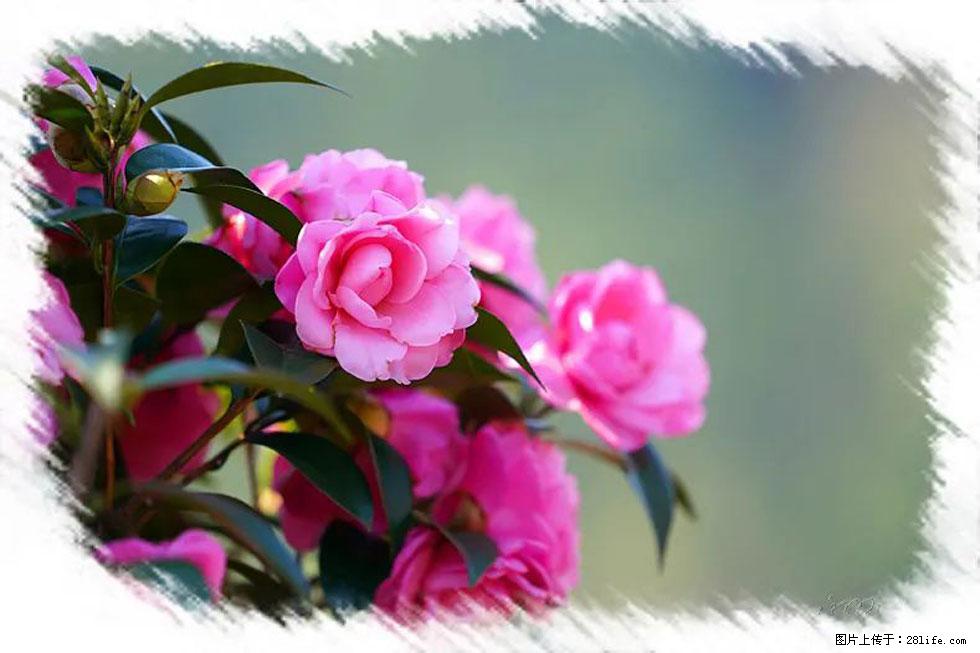 【春天，广西桂林灌阳县向您发出邀请！】杨柳井茶花惹人爱 - 游山玩水 - 黄山生活社区 - 黄山28生活网 huangshan.28life.net