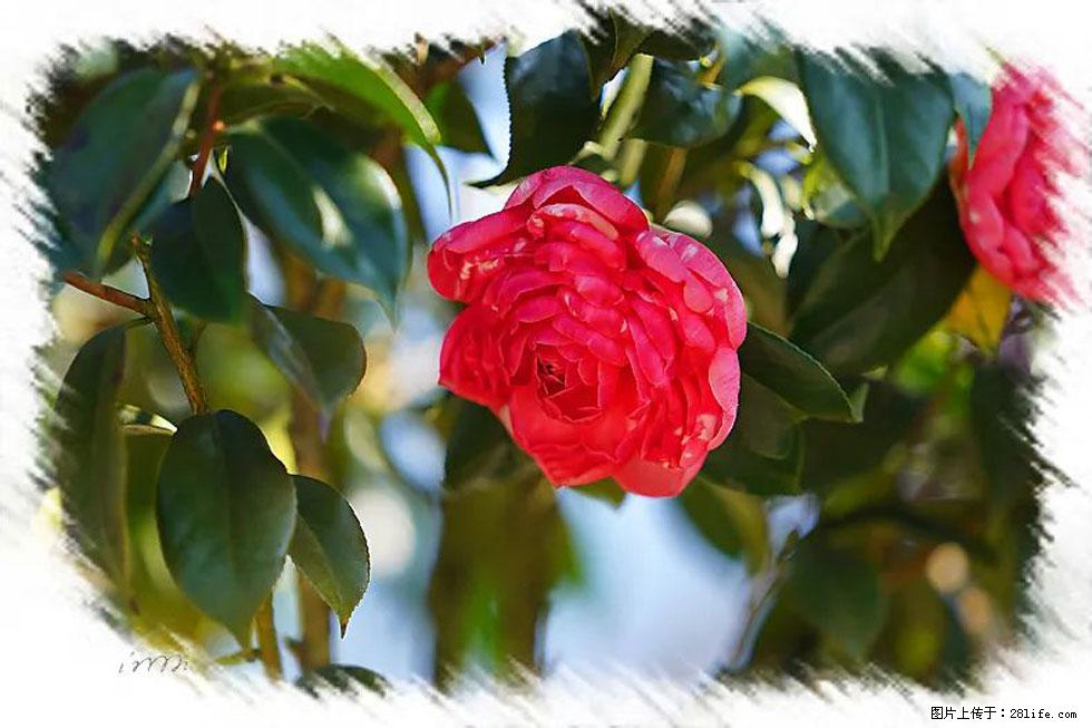 【春天，广西桂林灌阳县向您发出邀请！】杨柳井茶花惹人爱 - 游山玩水 - 黄山生活社区 - 黄山28生活网 huangshan.28life.net