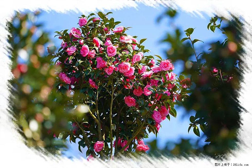 【春天，广西桂林灌阳县向您发出邀请！】杨柳井茶花惹人爱 - 游山玩水 - 黄山生活社区 - 黄山28生活网 huangshan.28life.net
