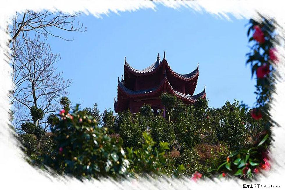 【春天，广西桂林灌阳县向您发出邀请！】杨柳井茶花惹人爱 - 游山玩水 - 黄山生活社区 - 黄山28生活网 huangshan.28life.net