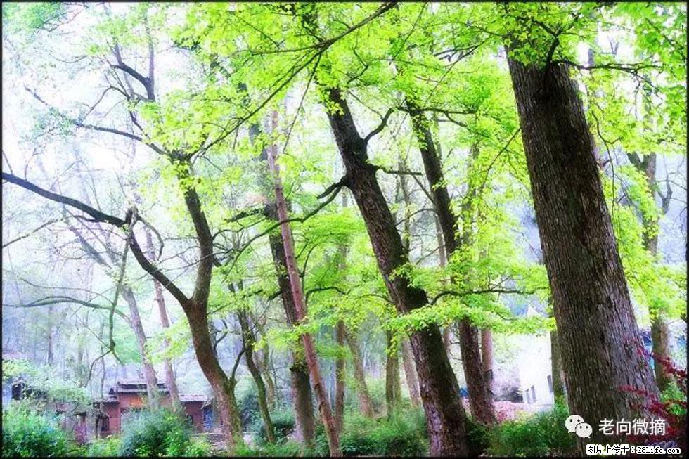 【春天，广西桂林灌阳县向您发出邀请！】在小龙村与春天约会 - 游山玩水 - 黄山生活社区 - 黄山28生活网 huangshan.28life.net