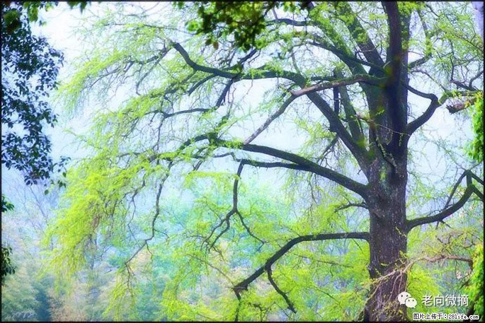 【春天，广西桂林灌阳县向您发出邀请！】在小龙村与春天约会 - 游山玩水 - 黄山生活社区 - 黄山28生活网 huangshan.28life.net