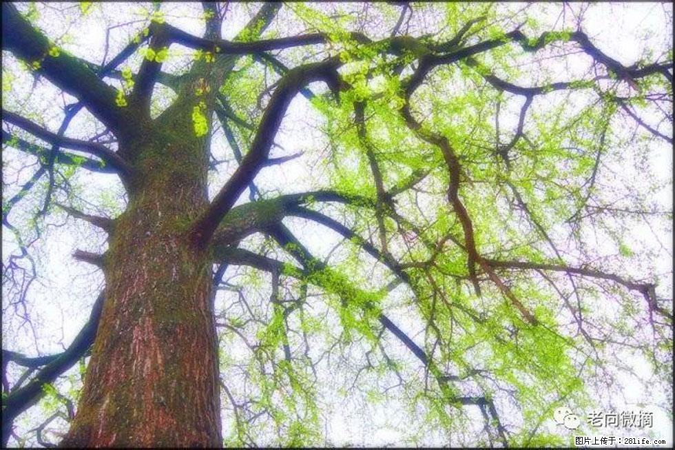 【春天，广西桂林灌阳县向您发出邀请！】在小龙村与春天约会 - 游山玩水 - 黄山生活社区 - 黄山28生活网 huangshan.28life.net