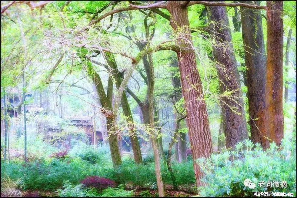 【春天，广西桂林灌阳县向您发出邀请！】在小龙村与春天约会 - 游山玩水 - 黄山生活社区 - 黄山28生活网 huangshan.28life.net