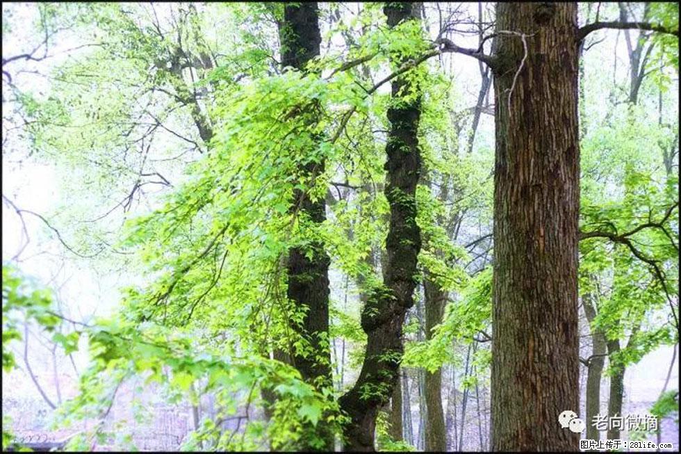 【春天，广西桂林灌阳县向您发出邀请！】在小龙村与春天约会 - 游山玩水 - 黄山生活社区 - 黄山28生活网 huangshan.28life.net