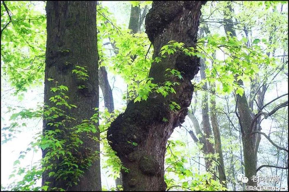 【春天，广西桂林灌阳县向您发出邀请！】在小龙村与春天约会 - 游山玩水 - 黄山生活社区 - 黄山28生活网 huangshan.28life.net