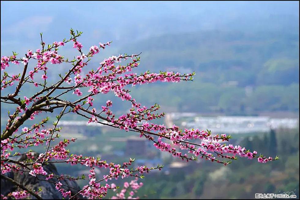 【春天，广西桂林灌阳县向您发出邀请！】望月岭上桃花开 - 游山玩水 - 黄山生活社区 - 黄山28生活网 huangshan.28life.net
