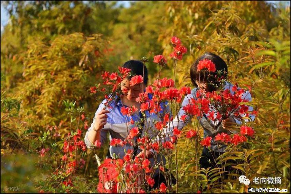 【春天，广西桂林灌阳县向您发出邀请！】登麒麟山，相约映山红 - 游山玩水 - 黄山生活社区 - 黄山28生活网 huangshan.28life.net