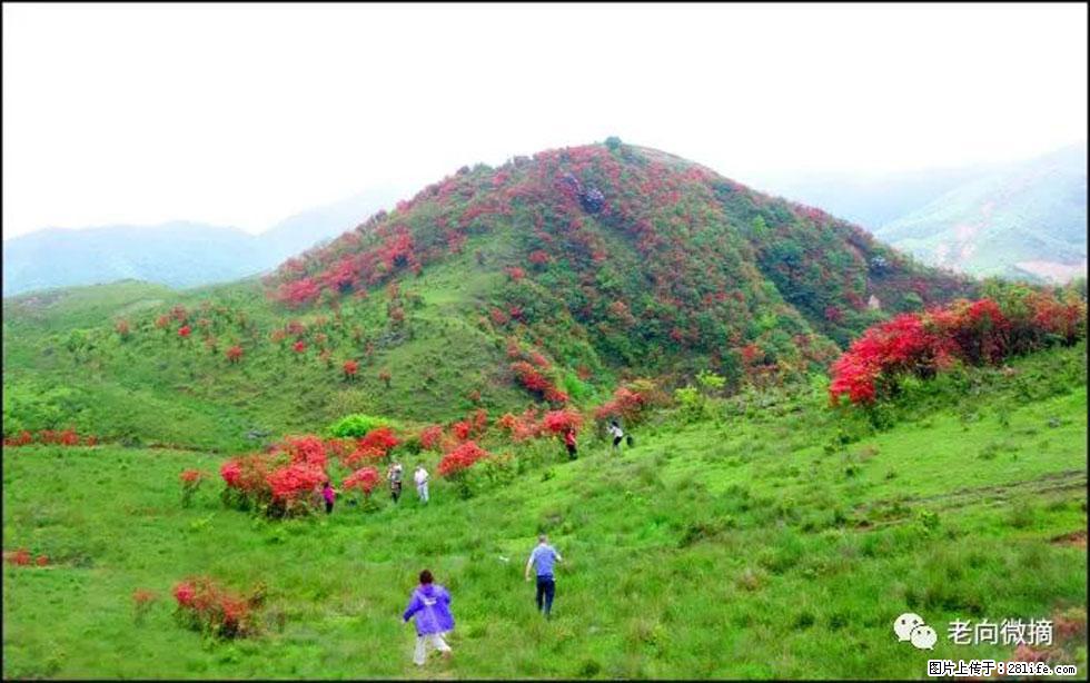 【春天，广西桂林灌阳县向您发出邀请！】宝盖山上映山红 - 游山玩水 - 黄山生活社区 - 黄山28生活网 huangshan.28life.net
