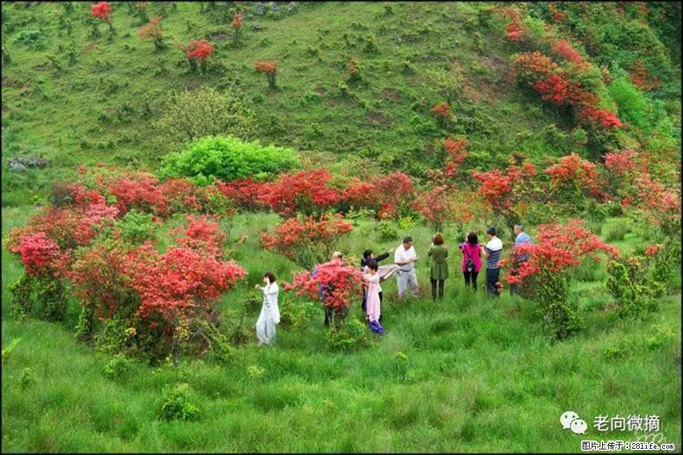 【春天，广西桂林灌阳县向您发出邀请！】宝盖山上映山红 - 游山玩水 - 黄山生活社区 - 黄山28生活网 huangshan.28life.net