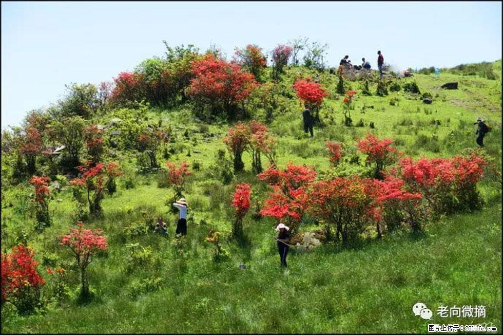 【春天，广西桂林灌阳县向您发出邀请！】宝盖山上映山红 - 游山玩水 - 黄山生活社区 - 黄山28生活网 huangshan.28life.net