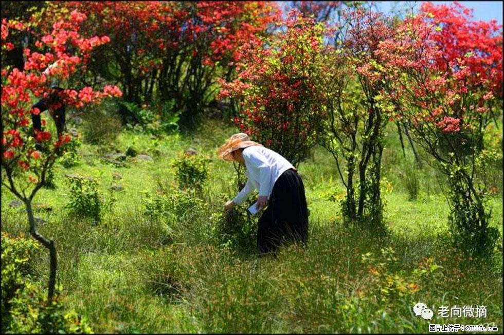 【春天，广西桂林灌阳县向您发出邀请！】宝盖山上映山红 - 游山玩水 - 黄山生活社区 - 黄山28生活网 huangshan.28life.net