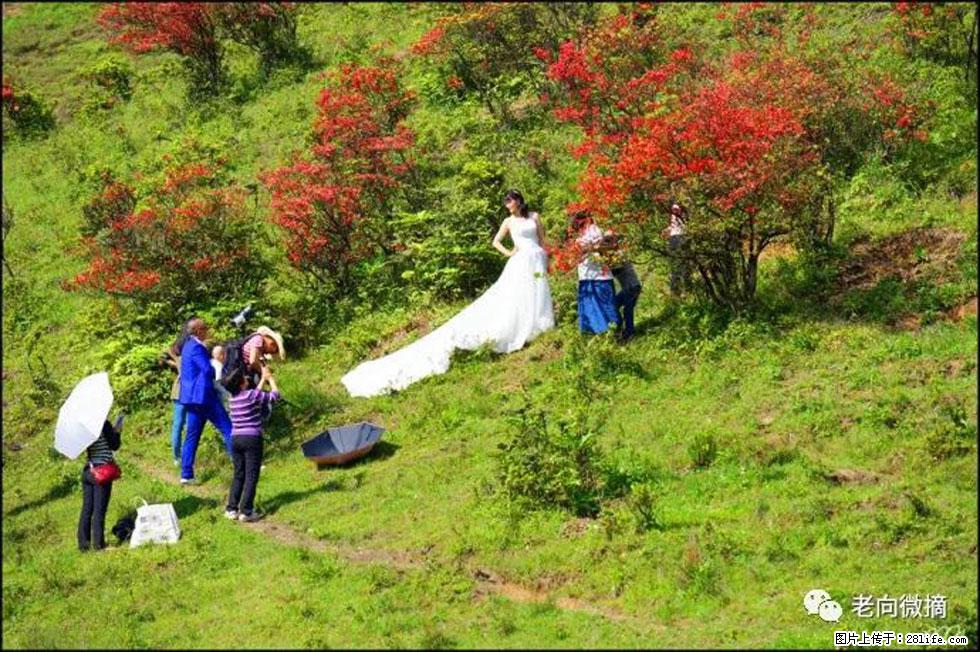 【春天，广西桂林灌阳县向您发出邀请！】宝盖山上映山红 - 游山玩水 - 黄山生活社区 - 黄山28生活网 huangshan.28life.net