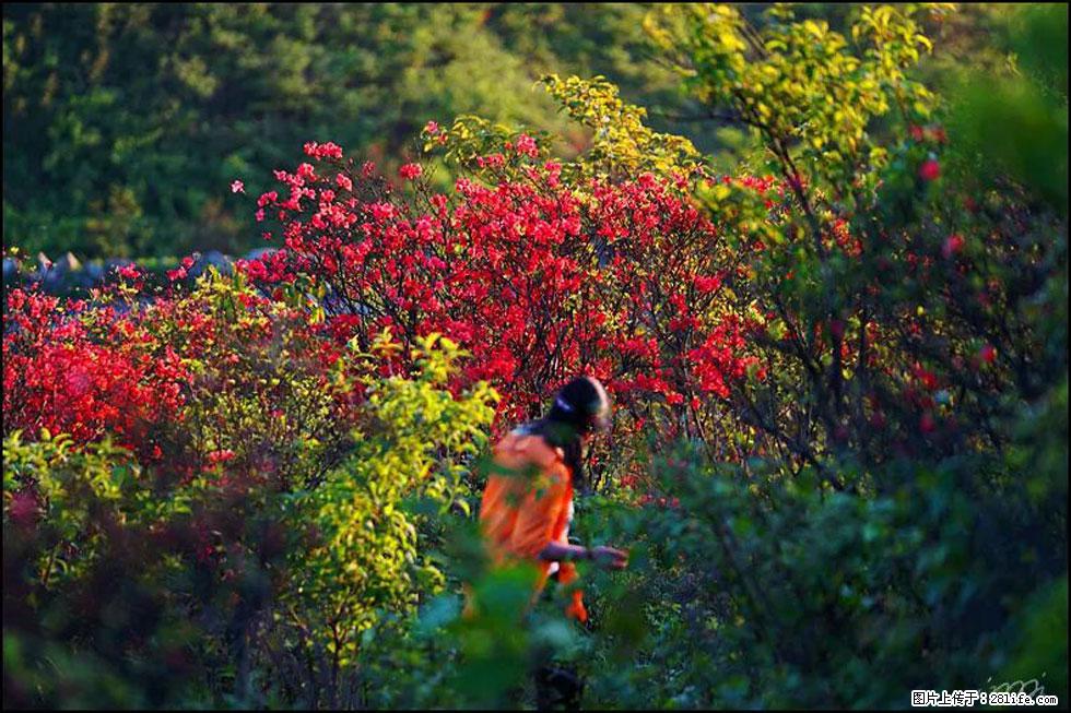 【春天，广西桂林灌阳县向您发出邀请！】春木界上映山红 - 游山玩水 - 黄山生活社区 - 黄山28生活网 huangshan.28life.net