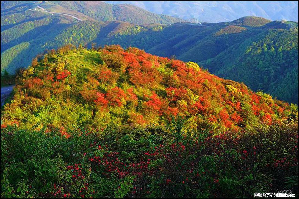 【春天，广西桂林灌阳县向您发出邀请！】春木界上映山红 - 游山玩水 - 黄山生活社区 - 黄山28生活网 huangshan.28life.net