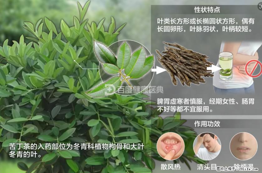 苦丁茶有哪些功效和作用 - 生活百科 - 黄山生活社区 - 黄山28生活网 huangshan.28life.net