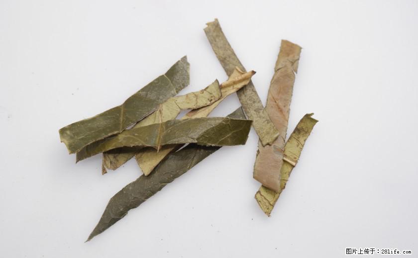 苦丁茶有哪些功效和作用 - 生活百科 - 黄山生活社区 - 黄山28生活网 huangshan.28life.net