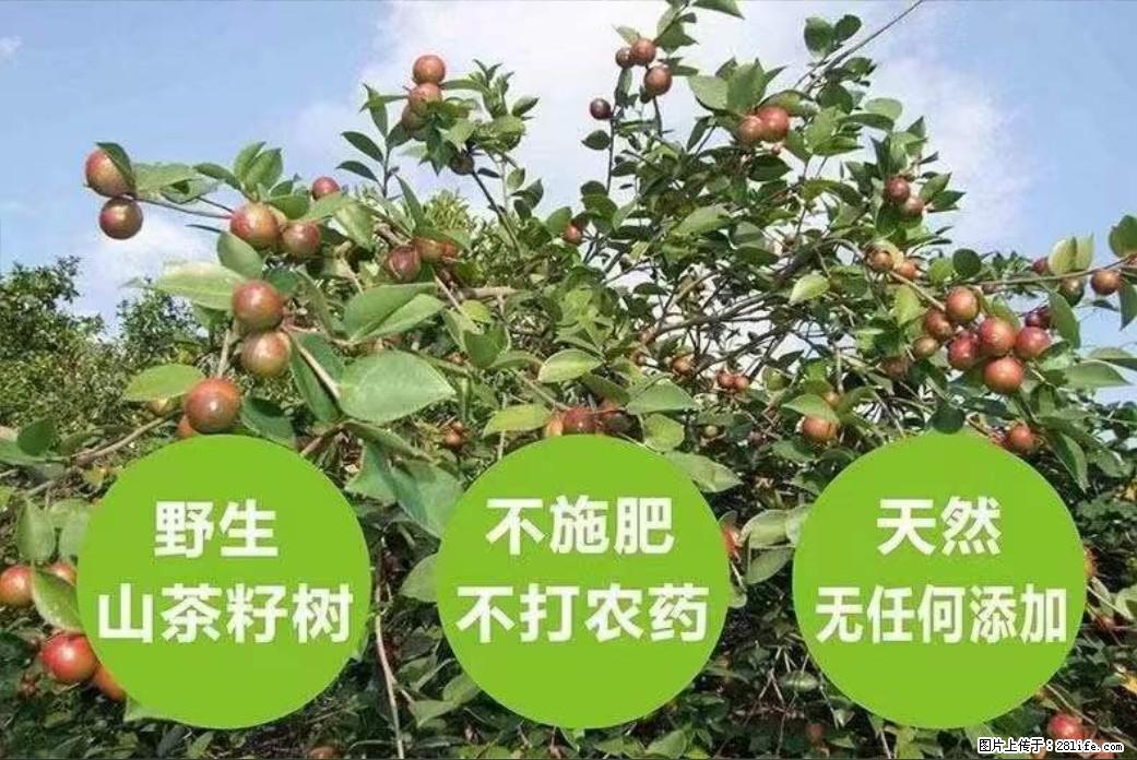 【灌阳县油茶产业示范区】一个有着充实的精神生活的人，对待身外之物自会有一种淡泊的态度 - 美食天地 - 黄山生活社区 - 黄山28生活网 huangshan.28life.net