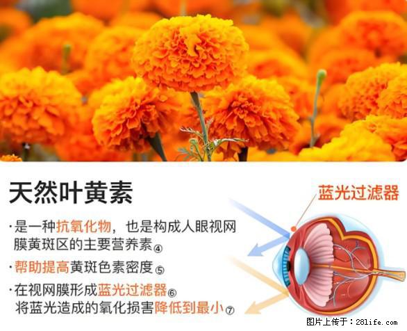叶黄素有什么功效和作用 - 生活百科 - 黄山生活社区 - 黄山28生活网 huangshan.28life.net