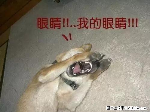 笑癫了！一女的怀孕三年未生，他终于忍不住了... - 娱乐八卦 - 黄山生活社区 - 黄山28生活网 huangshan.28life.net