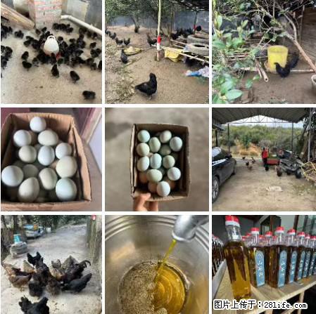 油茶园从小鸡仔开始养起的纯土鸡、土鸡蛋可以预定啦！还有前几天刚榨的纯山茶油哦 - 土特产 - 饮食特产 - 黄山分类信息 - 黄山28生活网 huangshan.28life.net