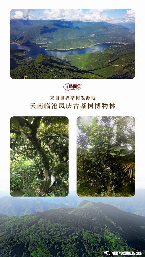 时间果百年古树2025年春红茶 - 购物交流 - 黄山生活社区 - 黄山28生活网 huangshan.28life.net