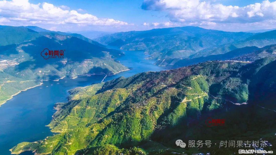 时间果百年古树龙珠普洱生茶 - 购物交流 - 黄山生活社区 - 黄山28生活网 huangshan.28life.net
