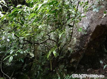 平乐石崖茶，珍贵仅次于金花茶 - 黄山生活资讯 - 黄山28生活网 huangshan.28life.net