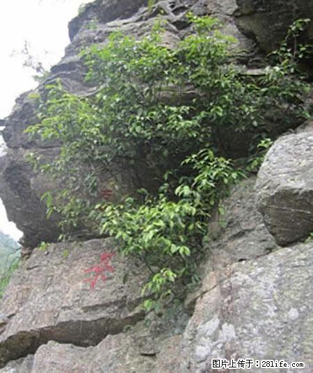 平乐石崖茶，珍贵仅次于金花茶 - 黄山生活资讯 - 黄山28生活网 huangshan.28life.net