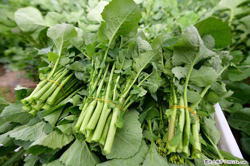 这些蔬菜是“天然钙片”，这6种被医生重点推荐 - 黄山生活资讯 - 黄山28生活网 huangshan.28life.net